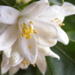 cropped-DSCN3405.jpg