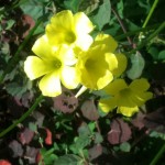fiori colorati
